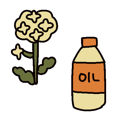 菜種から油まで