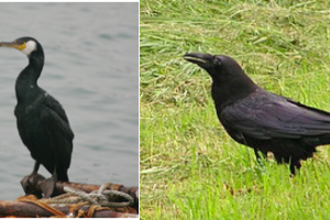 掃き溜めに鶴 の意味と使い方の例文 語源由来 類義語 英語訳 ことわざ 慣用句の百科事典