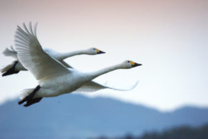 掃き溜めに鶴 の意味と使い方の例文 語源由来 類義語 英語訳 ことわざ 慣用句の百科事典