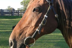 藪をつついて蛇を出す の意味と使い方や例文 語源由来 類義語 英語訳 ことわざ 慣用句の百科事典