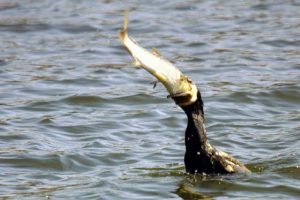 中原に鹿を逐う の意味と使い方の例文 語源由来 類義語 ことわざ 慣用句の百科事典