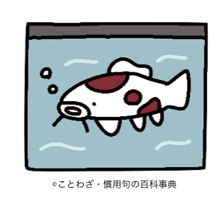 生簀の鯉