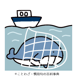 鰯網で鯨捕る